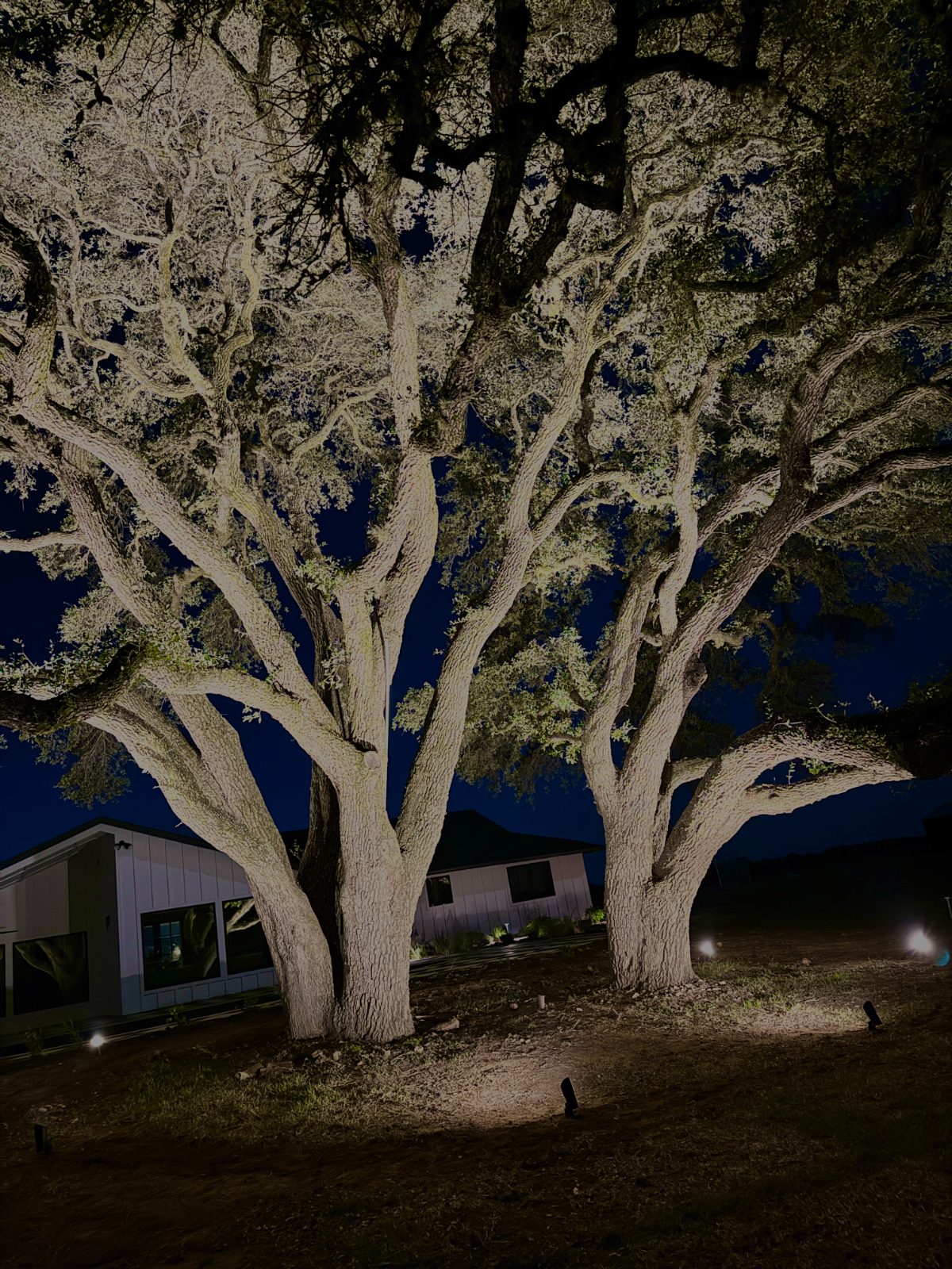 Heritage live oaks uplit in warm white at night.